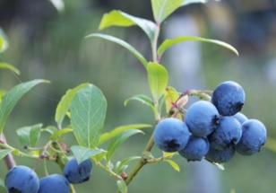 blueberries.jpg