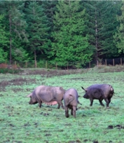 piggies