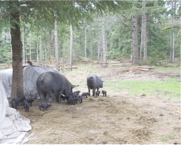 piggies.jpg
