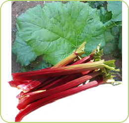 rhubarb.jpg